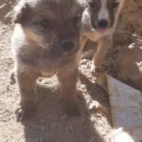 توله میکس|سگ|ماسوله, |دیوار