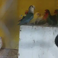 کوتوله فنچ کفتر طوطی