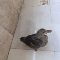 جوجه اردک ۲ ماه رسمی
