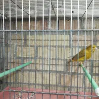 قناری سبز و زیتونی|پرنده|فسا, |دیوار