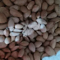 بادام سنگی