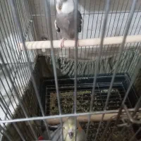 عروس هلندی مولد|پرنده|شهریار, یوسف آباد صیرفی|دیوار