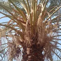 درخت گرازی انجام میشود هرتعداد که باشن