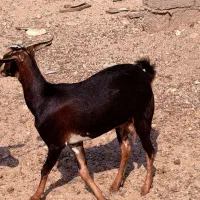 بز داشتی
