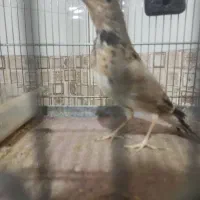 سهره خاکی|پرنده|فشاپویه, |دیوار
