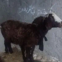 بره ماده