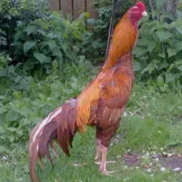 واگذاری حیوانات معلول