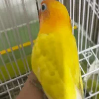 ۳عدد طوطی برزیلی و یک جفت عروس هلندی|پرنده|میاندوآب, |دیوار