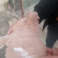 کبوتر سرک زرد ماده|پرنده|جهرم, |دیوار