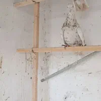 فروشی|پرنده|تهران, فرودگاه مهرآباد|دیوار