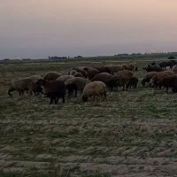 میش