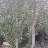 خرید چوب های خشک وتر با بهترین قیمت روز|خدمات باغبانی و درختکاری|دورود, |دیوار