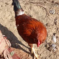 خروس گلین|حیوانات مزرعه|گرمخان, |دیوار