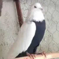 دسته کبوتر پلاکی رنگی دونه ای 300 تومن