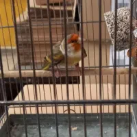 سهره قناری مست مست نر