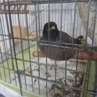 مرغ مینا باهوش و زرنگ|پرنده|پاکدشت, پاکدشت (مامازند)|دیوار