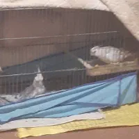 عروس ایزابلا|پرنده|خان ببین, |دیوار