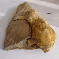 فسیل|کلکسیون اشیاء عتیقه|صدرا-فارس, باغشهر گلبهار صدرا|دیوار