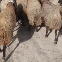 بره چاق و چله برای قربانی