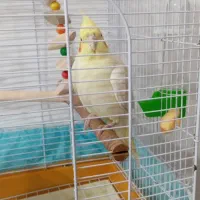 عروس هلندی رام|پرنده|سنندج, |دیوار