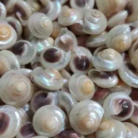 صدف طبیعی ریز|صنایع دستی و سایر لوازم تزئینی|تهران, بازار|دیوار