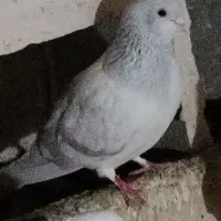 گوش|پرنده|بناب, |دیوار