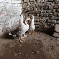 قوغاز|حیوانات مزرعه|زابل, |دیوار