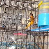 قناری نر رسمی مست