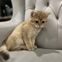 گربه|گربه|گرمدره, |دیوار