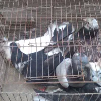 چند عدد کبوتر خوب وپرشی مفت وارزان