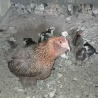 فروش مرغ با جوجه