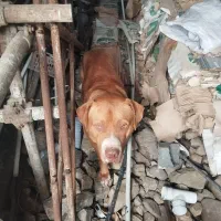 سگ پیتبول نر