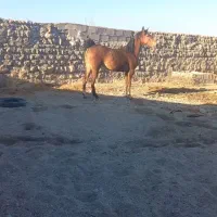 مادیون درجه یک