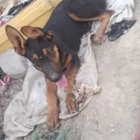 دو توله سگ دوبرمن اصل|سگ|مشهد, میان ولایت|دیوار