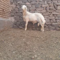 فروش شیشک قوچ