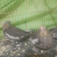 ۲عدد جوجه عروس هلندی سالم تازه دونه خور شدن