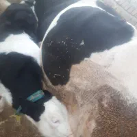 گاو و گوساله