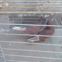 کفتر پرشی اصل کاشان