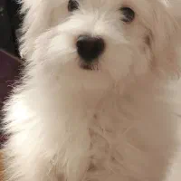 توله سگ شیطون