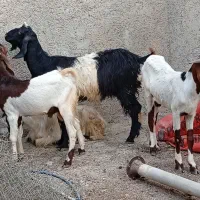 بز دوقلوزا|حیوانات مزرعه|برازجان, |دیوار