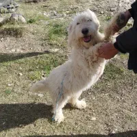 سگ پاکوتاه قیمت پایین