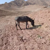 خر فروشی|حیوانات مزرعه|نیمبلوک, |دیوار