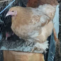 مرغ و خروس برهما|حیوانات مزرعه|جعفرآباد, |دیوار