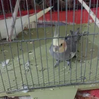 دو عدد عروس هلندی