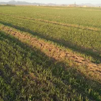 فروش 100خروار کاه سفید لوبیا شبدر