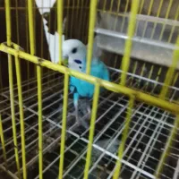 مرغ عشق نر مست مست