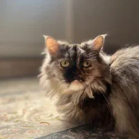گربه پرشین