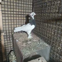 طوقی ماده|پرنده|شیراز, عادل آباد|دیوار