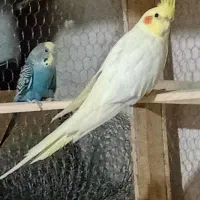 عروس لوتینو ماده با قفس