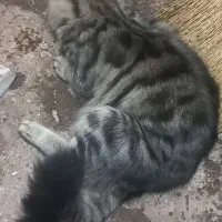 گربه خانگی پرشین|گربه|نمین, |دیوار